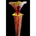 Mixed Pitcher Plant Seeds - Carnivorous Sarracenia Mixed Species, Varieties and Hybrids Seeds