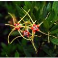 Strophanthus speciosus Tree Seeds - Indigenous South African Arrow Poison Tree Shrub Climber
