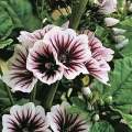 Malva sylvestris zebrina Flowering Shrub Seeds for Sale in South Africa - Worldwide Shipping