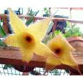 10+ Stapelia gigantea Seeds - Indigenous South African Succulent Seeds in RSA + Free Seeds