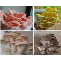 Oyster Mushroom Variety pack grow kits (3x2.5L)