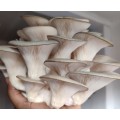 Pearl oyster mushroom grow kit (2.5L/1.25kg)
