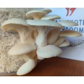White oyster mushroom grow kit (5L/2.5kg)
