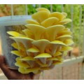 Golden Oyster Mushroom Grow Kit (2.5L/1.25kg)