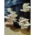 White oyster mushroom grow kit (20L/10kg)