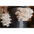 White oyster mushroom grow kit (20L/10kg)