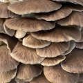 Brown Oyster mushroom grow bucket (5L)