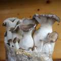 King Oyster Mushroom grow kit (2kg)