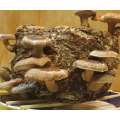 Shiitake Mushroom Grow Kit (2kg)