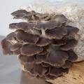 Brown Oyster mushroom grow bucket (2.5L)