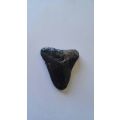 MEGALODON Tooth - Approximately 7 cm by 7 cm. Condition as per photos