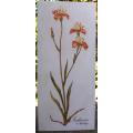 Original oil Botanical Iris Iridiceae - beautiful elegant painting on canvas.