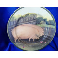 China Pig Plate Country farm made in England