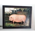 Large Oil on Board White Pig Sow #