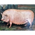 Large Oil on Board White Pig Sow #