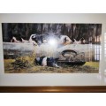 Paul Apps Print resting pigs 1993 framed #