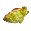 Ardmore Style Love - Art Chameleon Superb Detail