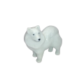 White Standing Samoyed Pomeranian Dog