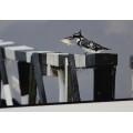 Pied Kingfisher on Bridge Post, Framed Original Photograph by Paul Farrell.