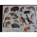 Vintage Poster Animals of Australia and New Guinea.