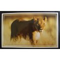 Set of 6 Big Cat Colour Photographic Prints for Framing