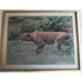 Lioness Hunting Large Framed Colour Photograph