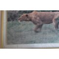 Lioness Hunting Large Framed Colour Photograph