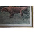 Lioness Hunting Large Framed Colour Photograph