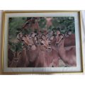 Impala Herd in the Kruger National Park, Large Framed Colour Photograph