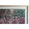Impala Herd in the Kruger National Park, Large Framed Colour Photograph