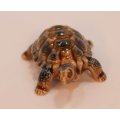 Mother and Baby Tortoise Ornaments by Wade