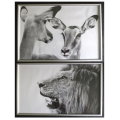 Aluminium Framed Reproduction B&W Photographs # 1-Male Lion and #2-Impala, Set of 2