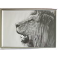 Aluminium Framed Reproduction B&W Photographs # 1-Male Lion and #2-Impala, Set of 2
