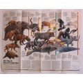 National Geographic Folded Map of The March Toward Extinction June 1989