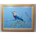 Framed Original Colour Photo Lilac Breasted Roller