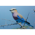 Framed Original Colour Photo Lilac Breasted Roller
