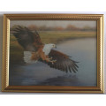 Fish Eagle in Full Flight by Linda Hall Framed Reproduction Print
