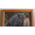 Rhino Charging Framed Reproduction Photo
