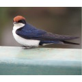 `European Swallow` Original Digital Download Stock Photo