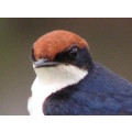 `European Swallow` Original Digital Download Stock Photo