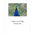 `Birds: Peacock Train`  Original Digital Download Stock Photo