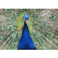 `Birds: Peacock Train`  Original Digital Download Stock Photo