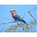 `Birds: Lilac Breasted Roller` KNP Original Digital download Stock Photo