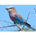 `Birds: Lilac Breasted Roller` KNP Original Digital download Stock Photo