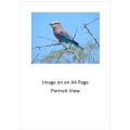 `Birds: Lilac Breasted Roller` KNP Original Digital download Stock Photo