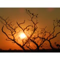 `Bushveld Sunset KNP` Original Digital Download Stock Photo
