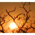 `Bushveld Sunset KNP` Original Digital Download Stock Photo