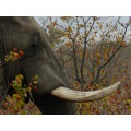 `Elephant Tusk` Original Digital Download Stock Photo