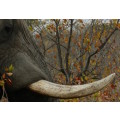 `Elephant Tusk` Original Digital Download Stock Photo