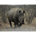 `Black Rhino On The Move` Original Digital Download Stock Photo.